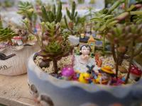 青岛这里百花绽放 哪一株长在你的审美上？