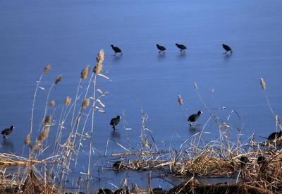 别样冬日生态美景！越冬水鸟踏冰觅食