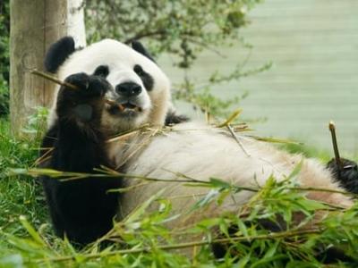 英国考虑将大熊猫提前送回中国：疫情期间缺钱，养不起