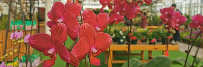 回放 | 超高颜值！速来打卡西海岸这片冬日花海