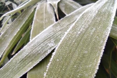 冬日降寒霜 万物披雪衣