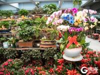 新年新光景，青岛花卉市场逐渐升温