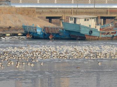 青岛今天有多冷？连大海都结冰了！