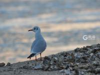 渔民跳入冰海捕捞 讨海背后不为人知的辛苦