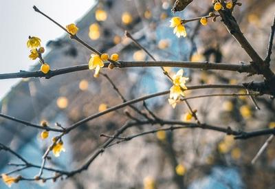 老城里腊梅满院飘香，不信你闻