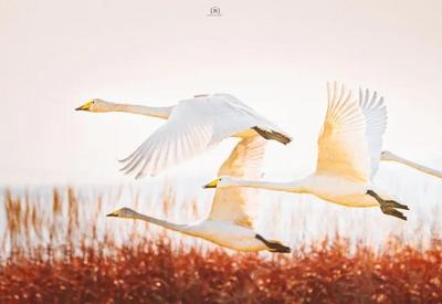 “白色仙子”的绝美表演，你见过吗？