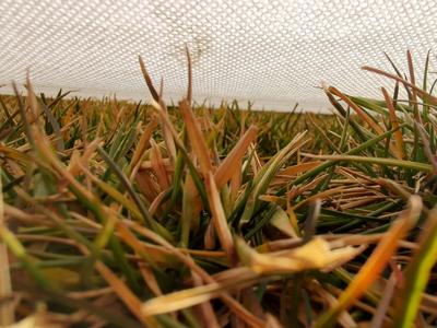 足球场天然草坪怎么过冬？补种、浇水、覆膜……“保护小草”这事儿不简单