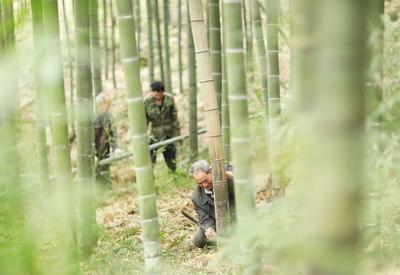 贵州赤水：竹产业助增收
