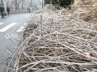 冬日降寒霜 万物披雪衣