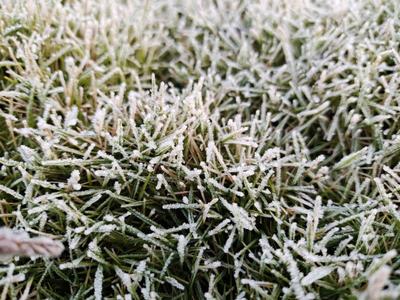 -0.3℃！海南迎十年来最低气温，树木和草丛出现结霜现象