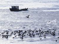 渔民跳入冰海捕捞 讨海背后不为人知的辛苦