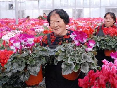 青岛这个“花乡药谷”，迎来2万多盆仙客来盛开！