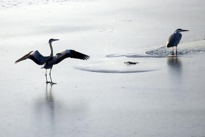 别样冬日生态美景！越冬水鸟踏冰觅食