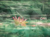 不平凡的2020㉗：我热爱的生活在镜头里