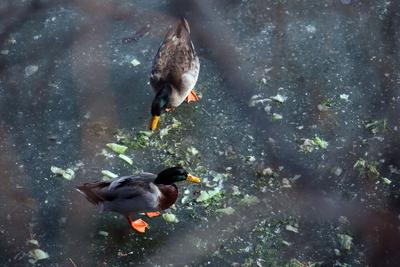 别样冬日生态美景！越冬水鸟踏冰觅食