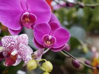 青岛这里百花绽放 哪一株长在你的审美上？