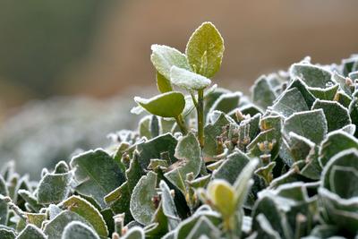 冬日降寒霜 万物披雪衣
