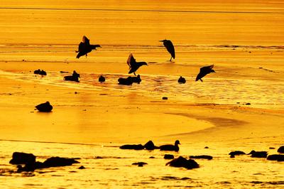湿地、晚霞、野鸭……定格这冬日最美的风景