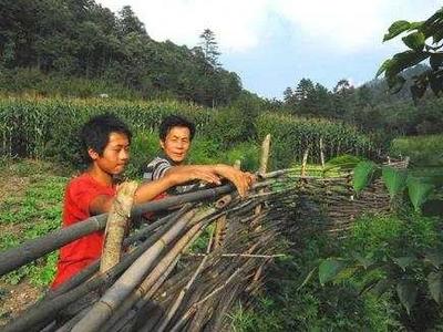 “农民辛苦一年，野猪一夜毁完”，野生动物与农民利益该如何平衡？