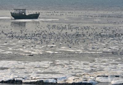 青岛今天有多冷？连大海都结冰了！