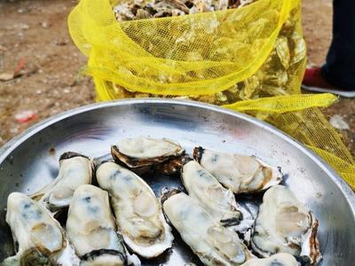 淡季不淡！8号线开通鼓起了渔民的钱袋子