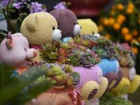 青岛这里百花绽放 哪一株长在你的审美上？