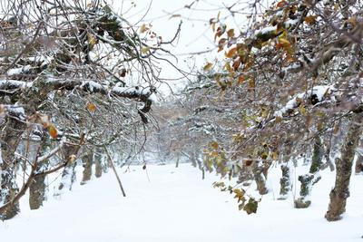 瑞雪兆丰年 雪中藏马镇掠影