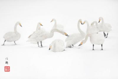 仙气足！天鹅配白雪宛如童话世界