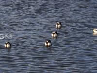 渔民跳入冰海捕捞 讨海背后不为人知的辛苦