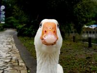  发现生活的小情趣|美图周赏③