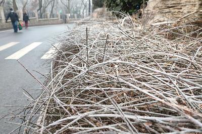 冬日降寒霜 万物披雪衣