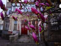 不平凡的2020㊵：发现美，记录美