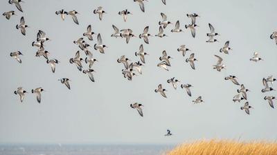 万鸟飞舞！实拍极寒天气下的海湾湿地盛景