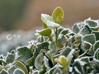 冬日降寒霜 万物披雪衣