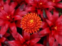 青岛这里百花绽放 哪一株长在你的审美上？