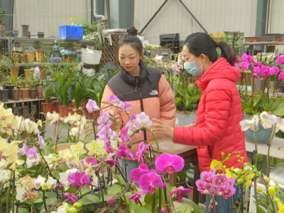 进入腊月门 城阳猪肉花卉市场迎来旺季