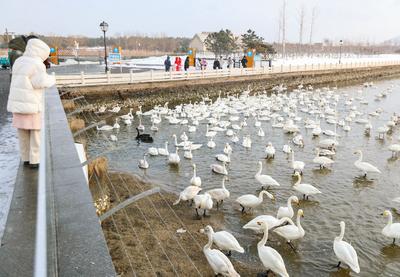冬日“千里之约”！万只野生天鹅雪中共舞