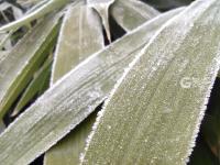 冬日降寒霜 万物披雪衣