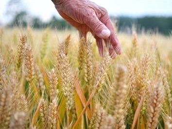 我国粮食产量首次突破1.4万亿斤