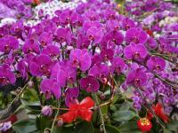 青岛这里百花绽放 哪一株长在你的审美上？