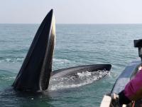与鲸共舞――涠洲岛的布氏鲸守护者
