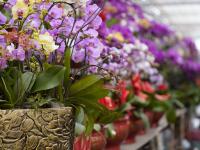 青岛这里百花绽放 哪一株长在你的审美上？