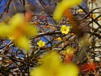 青岛这里的迎春花开了，你那里呢？