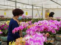 花贺新年 助推乡村振兴