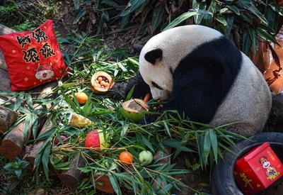 海口：动物享美食迎元宵节