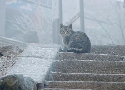 云海在前，雾凇在后，崂山又美出新高度！
