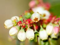 你见过蓝莓花吗？冬暖大棚里蓝莓花开正盛