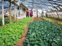 人勤春来早，大棚绿意浓