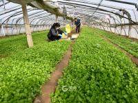 人勤春来早，大棚绿意浓