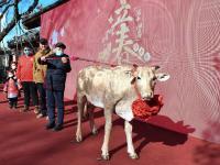 北京：打春牛，迎立春